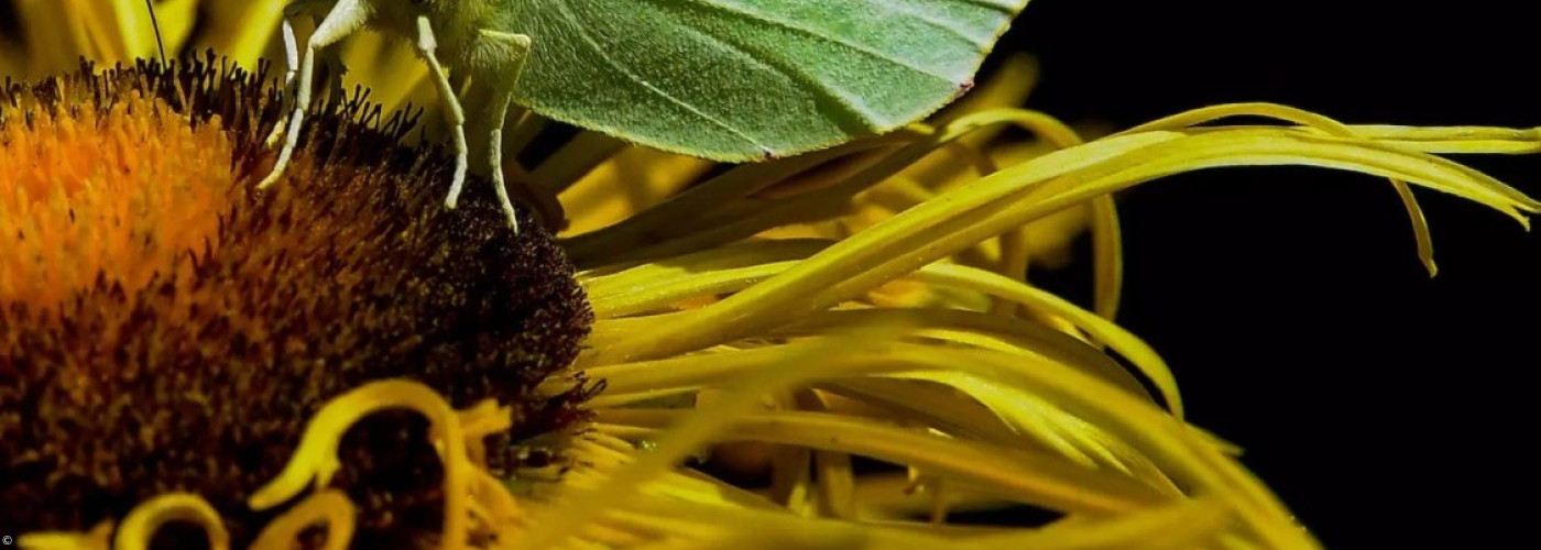 Grüner Schmetterling mit Novalis-Spruch.; ©:  Grüner Schmetterling mit Novalis-Spruch.
