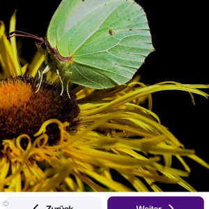 Grüner Schmetterling mit Novalis-Spruch.